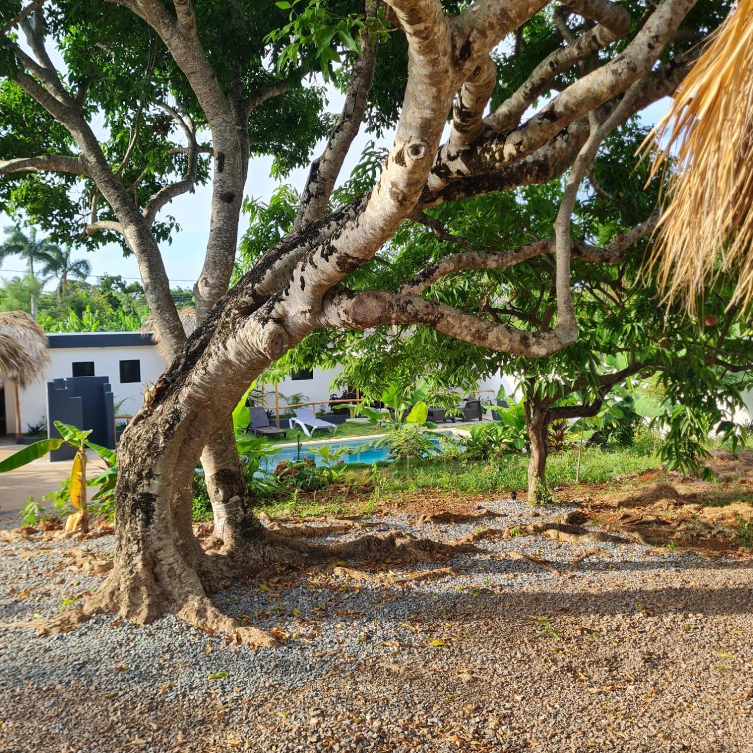 Bungalows Colibri Las Galeras Εξωτερικό φωτογραφία