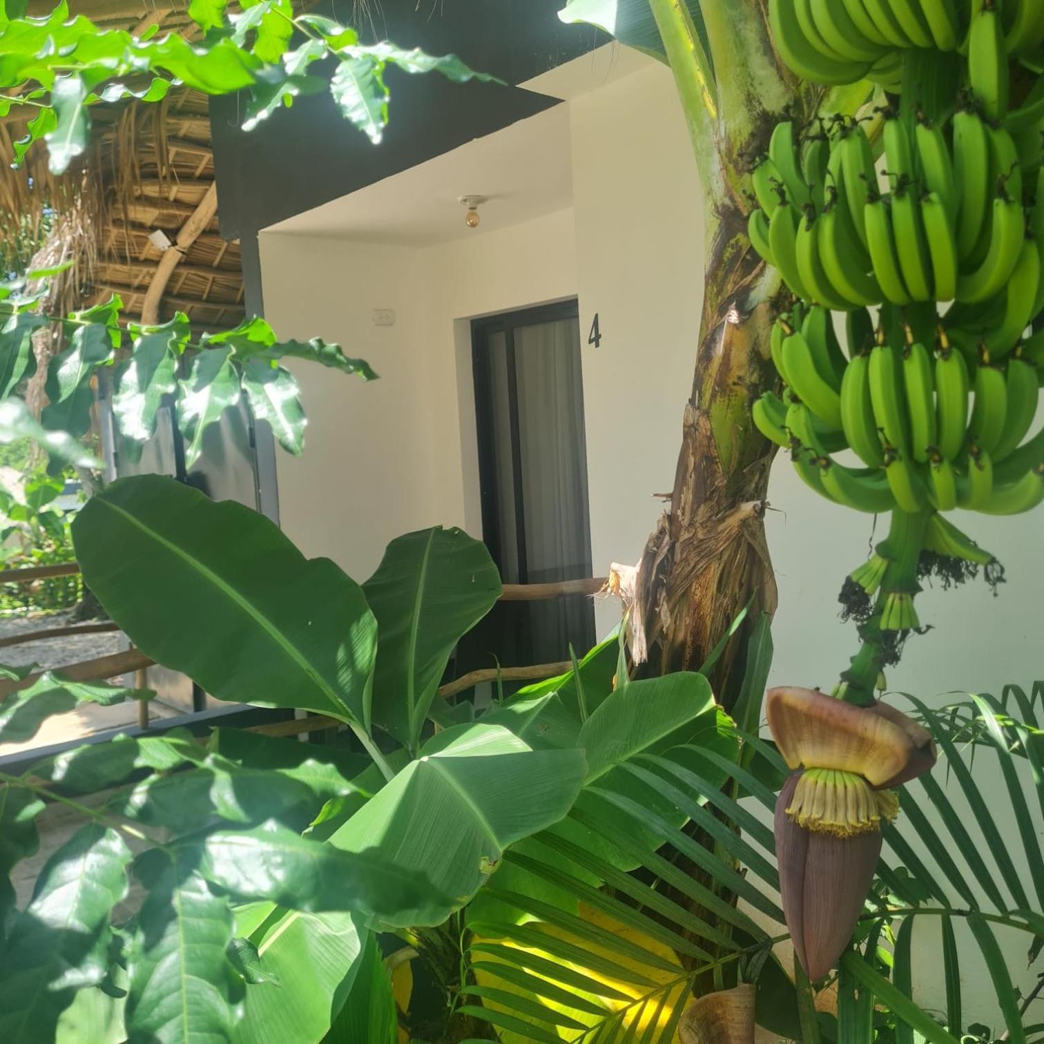 Bungalows Colibri Las Galeras Εξωτερικό φωτογραφία