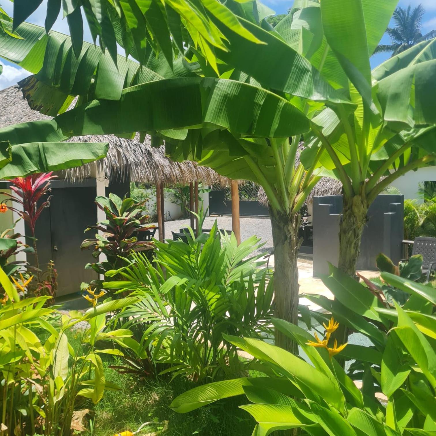 Bungalows Colibri Las Galeras Εξωτερικό φωτογραφία
